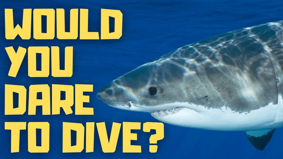 'Video thumbnail for 10 Big Animal Encounters for Scuba Divers by Don Silcock - PODCAST'