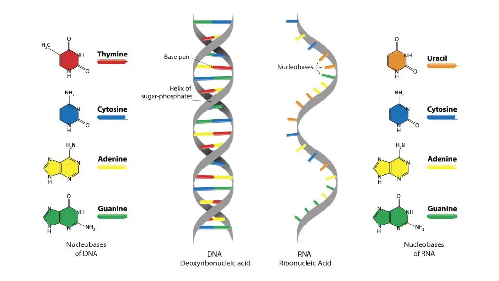 What is DNA and How Does It Work? Structure & Function