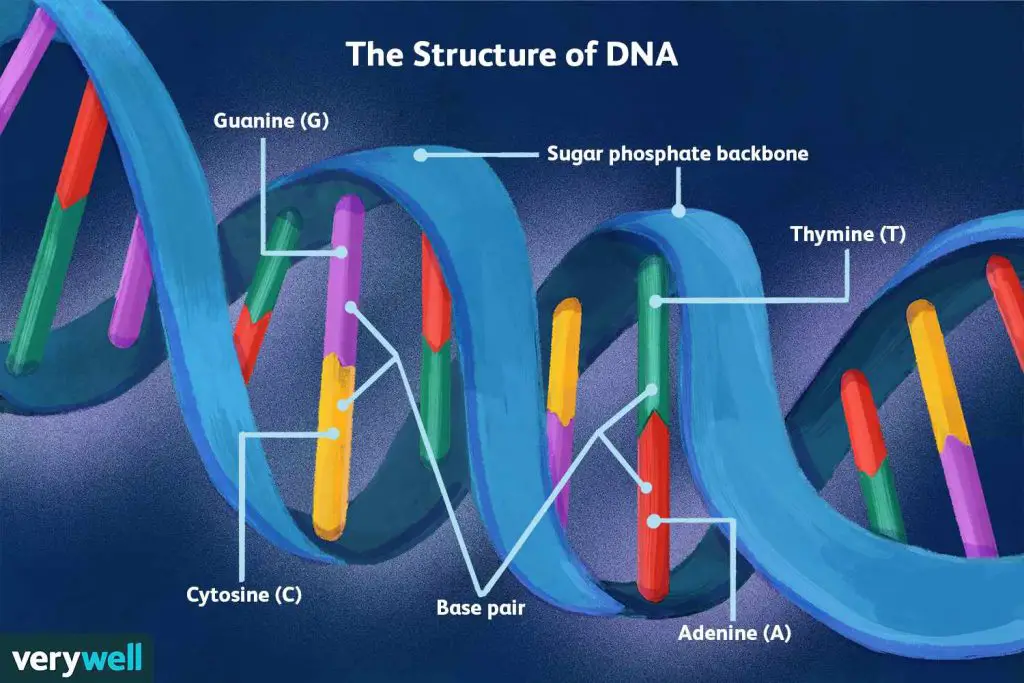 what-is-dna-